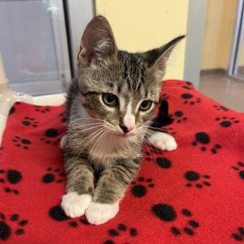 Melvin -  Domestic Short Hair Cat Available for Adoption - Melvin | PetCurious