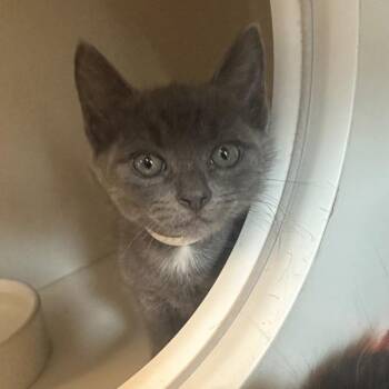 Boxcar -  Domestic Short Hair Cat for Adoption in Walnut Creek, California - Boxcar | PetCurious