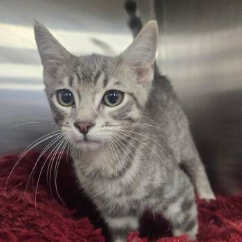 Dale -  Domestic Short Hair Cat for Adoption in Grantsville, Utah - Dale | PetCurious