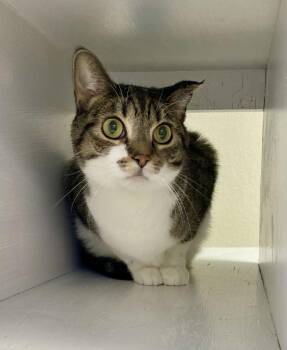 Domestic Short Hair and Tabby Cats Available for Adoption - Hazelnut | PetCurious