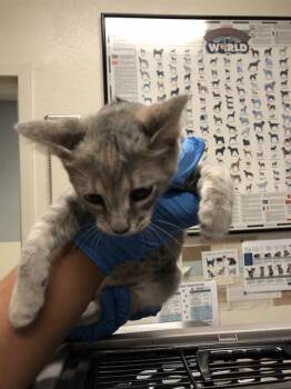 Rescue Domestic Medium Hair Cats for Adoption in Long Beach, California - MARGARITA | PetCurious