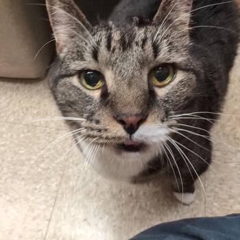 Domestic Short Hair Cats Available for Adoption in Worcester, Massachusetts - Mittens & Skippy | PetCurious