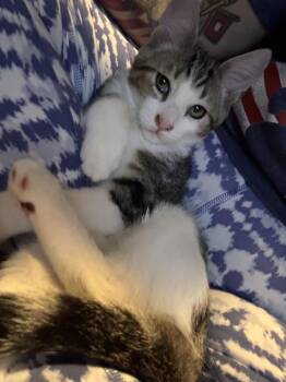 Domestic Short Hair Cats Available for Adoption - Teddy | PetCurious