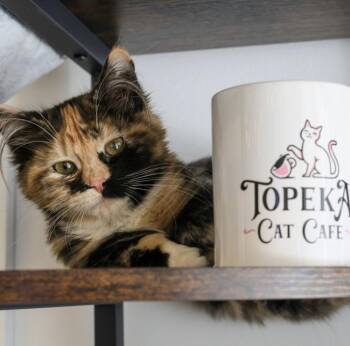 Domestic Medium Hair Cats Available for Adoption - **Cat Cafe** Tansy | PetCurious