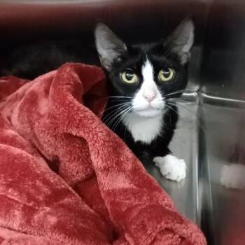 Squashy -  Domestic Short Hair Cat for Adoption in Oak Park, Illinois - Squashy | PetCurious