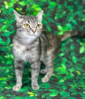 Domestic Short Hair Cats Available for Adoption in Wetumpka, Alabama - 260307  Gray | PetCurious