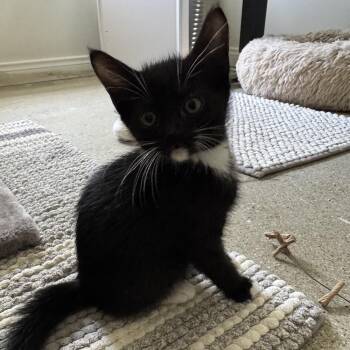 Charlie -  Domestic Short Hair Cat for Adoption in Los Angeles, California - Charlie | PetCurious