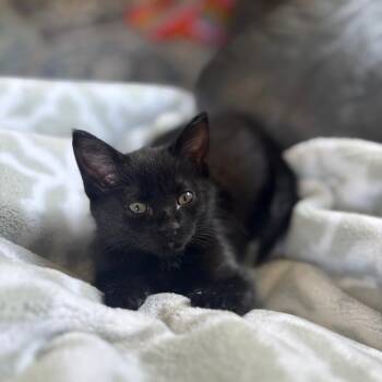 Shana -  Domestic Short Hair Cat for Adoption in Ferndale, Michigan - Shana | PetCurious