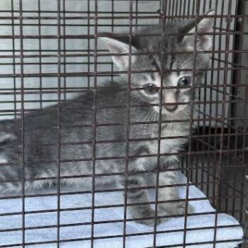06/29/2026-Stray-OldCussetaRoad -  Domestic Short Hair Cat for Adoption in Columbus, Georgia - 06/29/2026-Stray-OldCussetaRoad | PetCurious