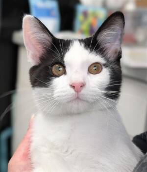 LUCA -  Domestic Short Hair Cat for Adoption in Canfield, Ohio - LUCA | PetCurious