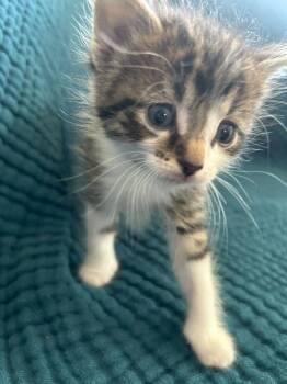 Boba -  Domestic Short Hair Cat for Adoption in Calgary, Alberta - Boba | PetCurious