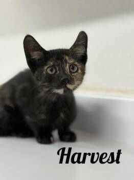Harvest -  Domestic Short Hair Cat for Adoption in Manistee, Michigan - Harvest | PetCurious