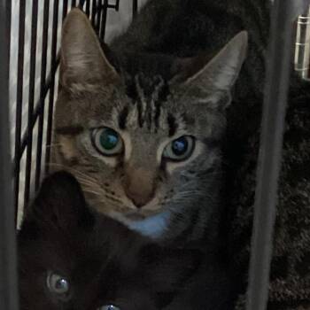 Kooky -  Domestic Short Hair Cat for Adoption in Montgomery, Alabama - Kooky | PetCurious
