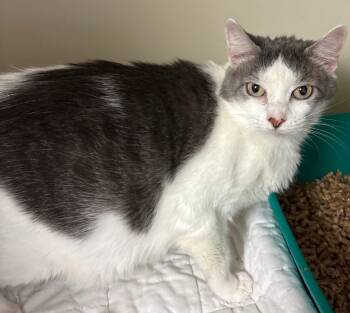 Rescue Domestic Short Hair Cats for Adoption in Windsor, Connecticut - Silvie | PetCurious