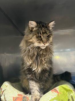 Rescue Domestic Long Hair Cats for Adoption in Virginia, Minnesota - Henery | PetCurious