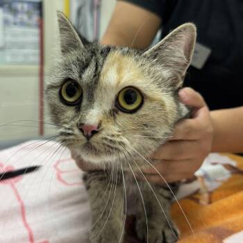 Dubalina -  Domestic Short Hair Cat for Adoption in Murray, Utah - Dubalina | PetCurious