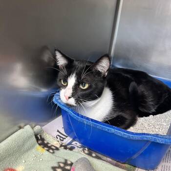 Vlad -  Domestic Short Hair Cat for Adoption in Newport, North Carolina - Vlad | PetCurious