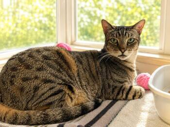 Tigger -  Domestic Short Hair Cat for Adoption in Sebastian, Florida - Tigger | PetCurious