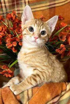 5/10/26 Paul -  Domestic Short Hair Cat for Adoption in Stillwater, Oklahoma - 5/10/26 Paul | PetCurious