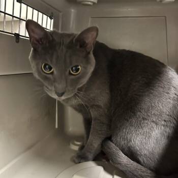 Spartan -  Domestic Short Hair Cat for Adoption in Reno, Nevada - Spartan | PetCurious
