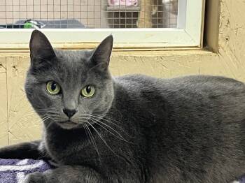 Rescue Domestic Short Hair Cats for Adoption in Sherwood, Oregon - Moxie | PetCurious