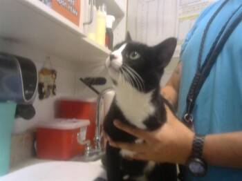 Domestic Short Hair Cats Available for Adoption in Albuquerque, New Mexico - DOTTIE | PetCurious