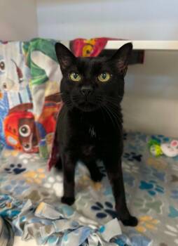 Bab -  Domestic Short Hair Cat Available for Adoption in Grand Forks, North Dakota - Bab | PetCurious