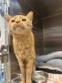 Rick (E69) -  Domestic Short Hair Cat for Adoption in Lafayette, Indiana - Rick (E69) | PetCurious
