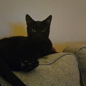 Stevie -  Domestic Short Hair Cat for Adoption in Lynchburg, Virginia - Stevie | PetCurious