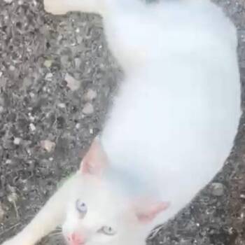 Aspen -  Domestic Short Hair Cat for Adoption in Tampa, Florida - Aspen | PetCurious