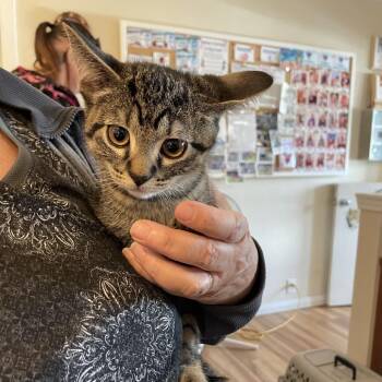 Dewey -  Domestic Short Hair Cat for Adoption in Priest River, Idaho - Dewey | PetCurious