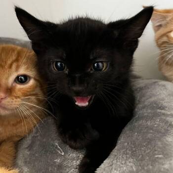 Marina -  Domestic Short Hair Cat for Adoption in Kingman, Arizona - Marina | PetCurious