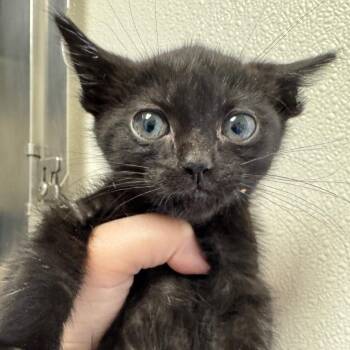 Smile (Group 3) -  Domestic Short Hair Cat Available for Adoption in Pekin, Illinois - Smile (Group 3) | PetCurious