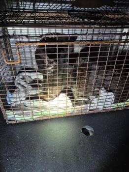 TERREON -  Domestic Short Hair Cat for Adoption in San Antonio, Texas - TERREON | PetCurious