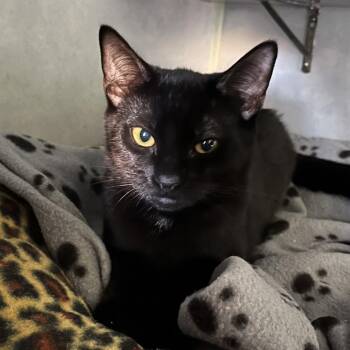 Wind -  Domestic Short Hair Cat for Adoption in Sarasota, Florida - Wind | PetCurious