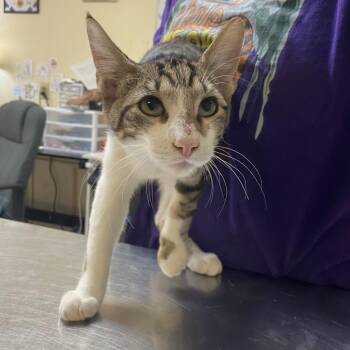 Zak -  Domestic Short Hair Cat for Adoption in Monroe, Louisiana - Zak | PetCurious