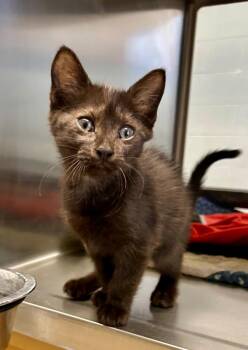 Luna -  Domestic Short Hair Cat for Adoption in Cottonwood, Arizona - Luna | PetCurious