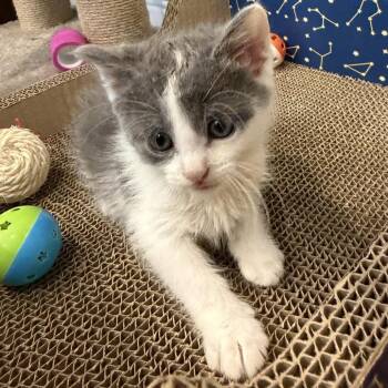 Igloo -  Domestic Short Hair Cat for Adoption in Union, Missouri - Igloo | PetCurious