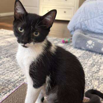Hartley -  Domestic Short Hair Cat for Adoption in Houston, Texas - Hartley | PetCurious