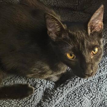 Winona -  Domestic Short Hair Cat for Adoption in Dallas, Texas - Winona | PetCurious