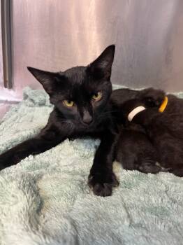 Rescue Domestic Short Hair Cats for Adoption in Winnsboro, South Carolina - Bellatrix | PetCurious