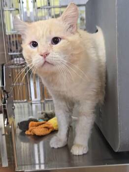 Siamese Cats Available for Adoption - Sean | PetCurious