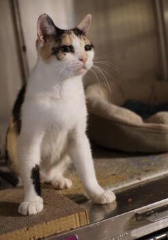 Jolene -  Domestic Short Hair Cat for Adoption in Bolton, Connecticut - Jolene | PetCurious