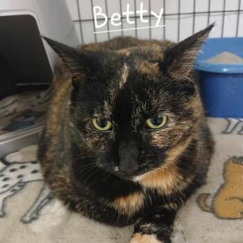 Rescue Domestic Short Hair Cats for Adoption in Richmond, Indiana - Betty | PetCurious