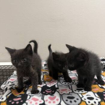 Coffee Shop Litter -  Domestic Short Hair Cat for Adoption in Oconto, Wisconsin - Coffee Shop Litter | PetCurious