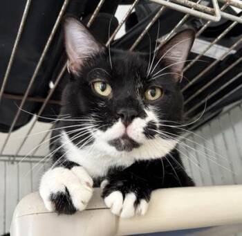 Domestic Short Hair Cats Available for Adoption in Key West, Florida - Munchkin | PetCurious