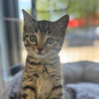 Domestic Short Hair Cats Available for Adoption in Chesapeake, Virginia - Professor | PetCurious