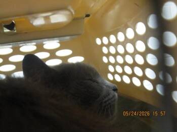(618) -  Domestic Long Hair Cat for Adoption in Marietta, Georgia - (618) | PetCurious