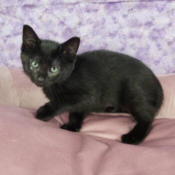Bashful -  Domestic Short Hair Cat for Adoption in Fort Wayne, Indiana - Bashful | PetCurious