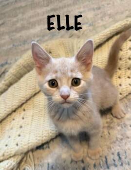 Elle -  Domestic Short Hair Cat Available for Adoption in Collierville, Tennessee - Elle | PetCurious